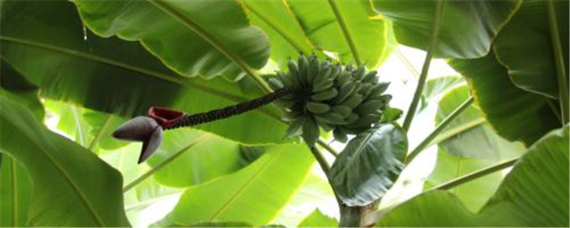迷你矮香蕉种植养护技巧 迷你矮香蕉种植养护技巧
