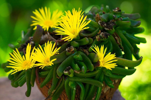 宝绿 Glottiphyllum linguiforme 宝绿 Glottiphyllum linguiforme