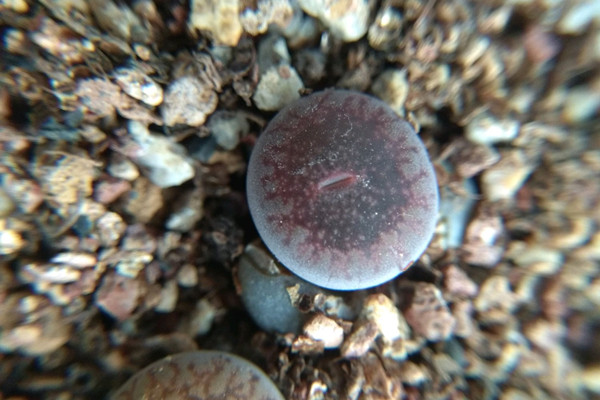 日轮玉 Lithops aucampiae 日轮玉 Lithops aucampiae