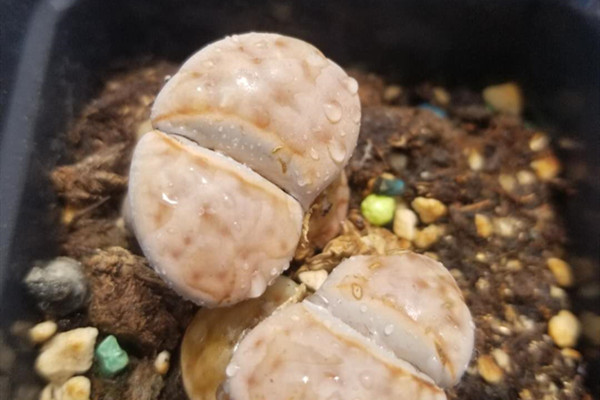 福寿玉 Lithops eberlanzii 福寿玉 Lithops eberlanzii