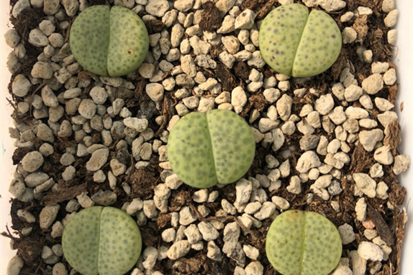 黄微纹玉 Lithops fulviceps ‘Aurea’ 黄微纹玉 Lithops fulviceps ‘Aurea’
