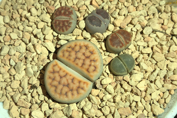 花纹玉 Lithops karasmontana 花纹玉 Lithops karasmontana