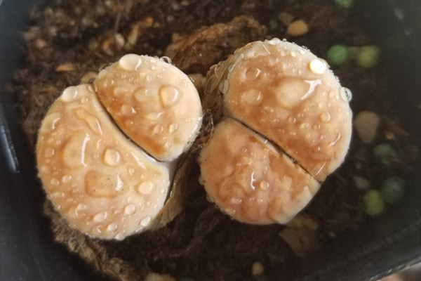 朱弦玉 Lithops lericheana 朱弦玉 Lithops lericheana