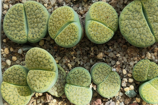 白花紫勋 Lithops lesliei var. lesliei ‘Albinica’ 白花紫勋 Lithops lesliei var. lesliei ‘Albinica’