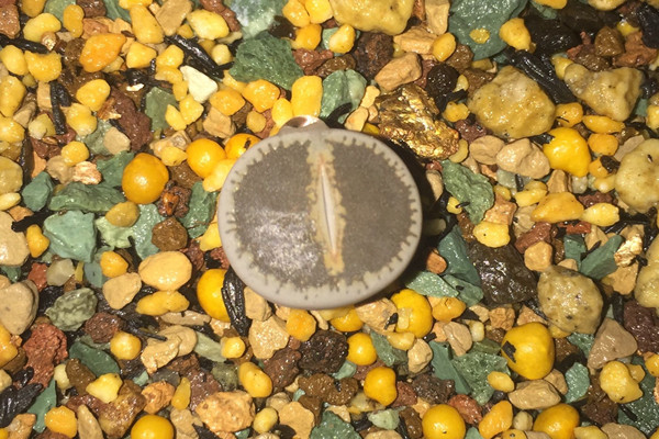 弁天玉 Lithops lesliei var. venteri 弁天玉 Lithops lesliei var. venteri
