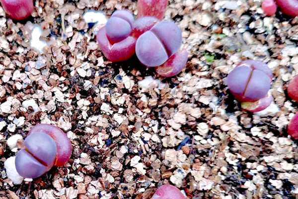 红菊水玉 Lithops meyeri ‘Hammer Ruby’ 红菊水玉 Lithops meyeri ‘Hammer Ruby’