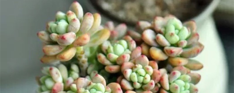 劳尔多肉怎么养成老桩 劳尔多肉怎么养成老桩