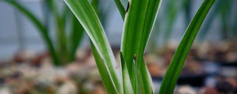 兰花开完花后花杆怎么办 兰花开完花后花杆怎么办