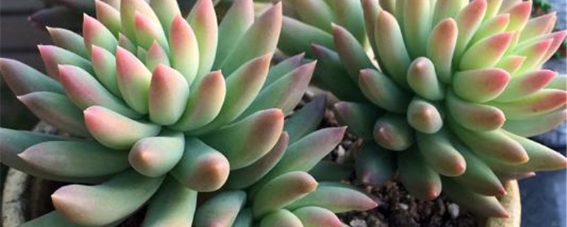 千佛手怎样修剪 千佛手怎样修剪