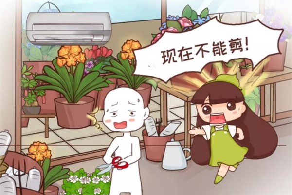 这10种花,秋天不要剪,小心再也不开花! 这10种花,秋天不要剪,小心再也不开花!