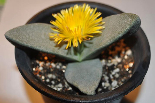 亲鸾 Pleiospilos magnipunutatus 亲鸾 Pleiospilos magnipunutatus
