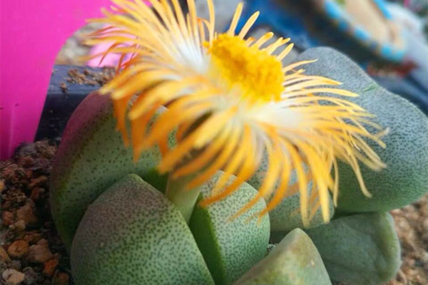 帝玉 Pleiospilos nelii 帝玉 Pleiospilos nelii