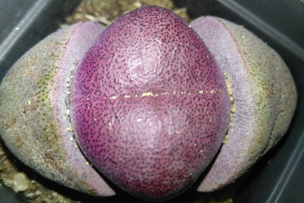 红帝玉 Pleiospilos nelii ‘Rubra’ 红帝玉 Pleiospilos nelii ‘Rubra’