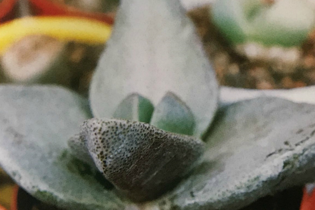 青鸾 Pleiospilos simulans 青鸾 Pleiospilos simulans