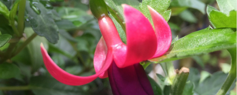 吊钟花可以水培吗 吊钟花可以水培吗