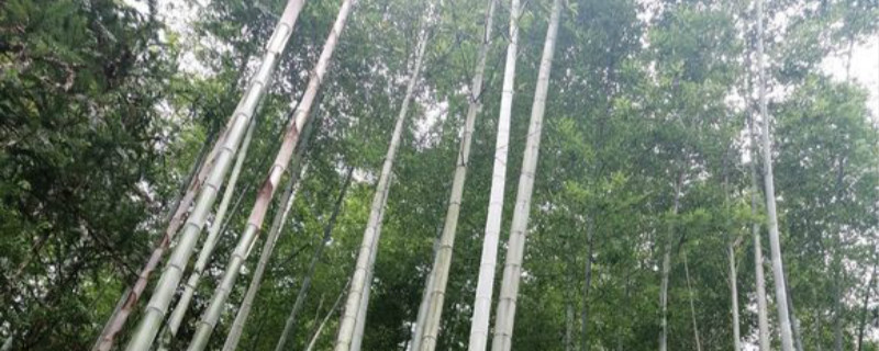 四季竹怎么浇水 四季竹怎么浇水