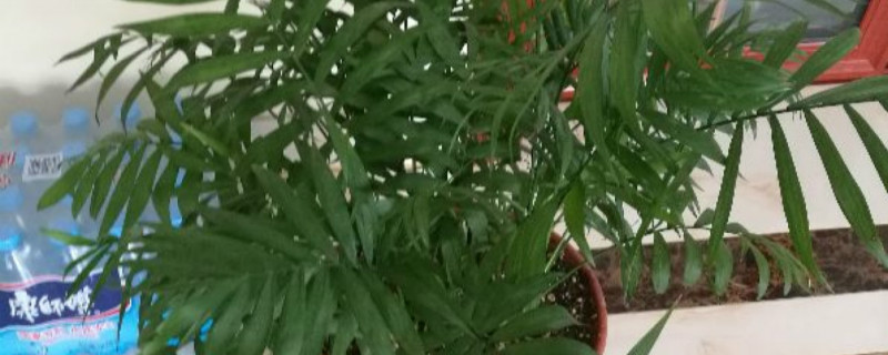 夏威夷竹子干尖原因 夏威夷竹子干尖原因