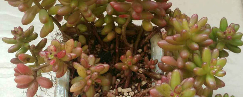 夏季生长的多肉有哪些 夏季生长的多肉有哪些
