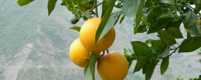 夏橙上市时间 夏橙上市时间