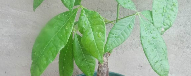 发财树开花结果的象征 发财树开花结果的象征