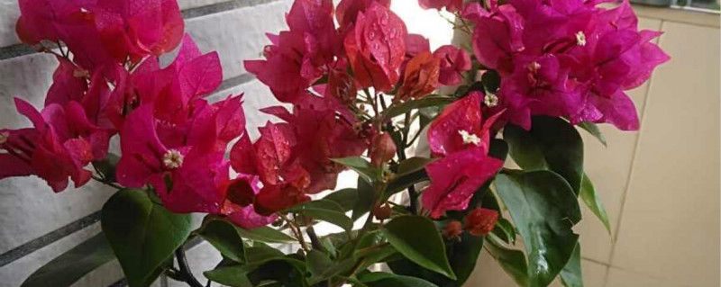 叶子花是三角梅吗 叶子花是三角梅吗
