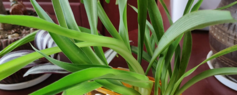 吊兰长出来的分枝还要剪掉吗 吊兰长出来的分枝还要剪掉吗