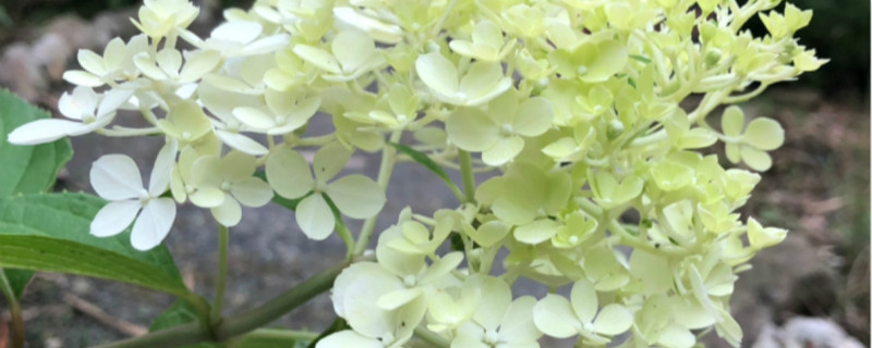 圆锥绣球一年开花几次 圆锥绣球一年开花几次