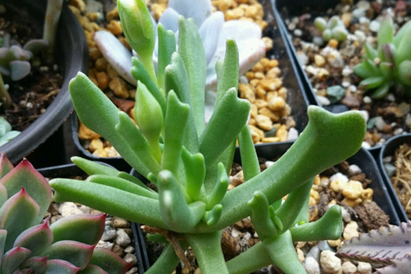 快刀乱麻 Rhombophyllum nelii 快刀乱麻 Rhombophyllum nelii