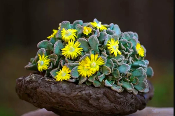 天女簪 Titanopsis fulleri 天女簪 Titanopsis fulleri