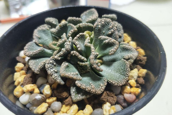 天女 Titanopsis calcarea 天女 Titanopsis calcarea