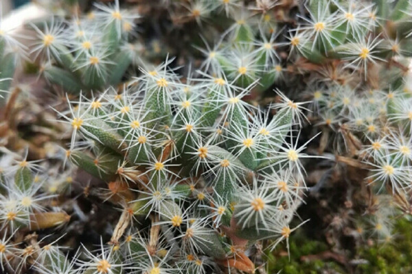 紫星光 Trichodiadema densum 紫星光 Trichodiadema densum