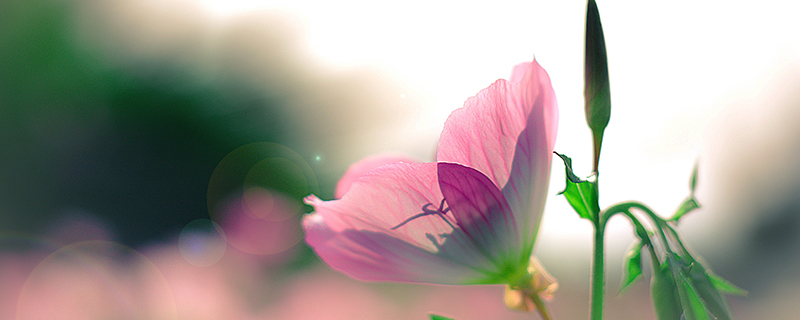 月见花花语 月见花花语