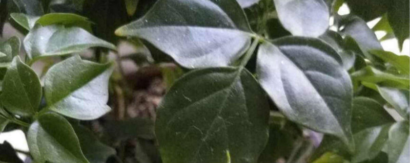 幸福树用深盆还是浅盆 幸福树用深盆还是浅盆