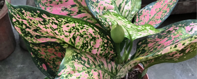 彩叶万年青开花预兆 彩叶万年青开花预兆