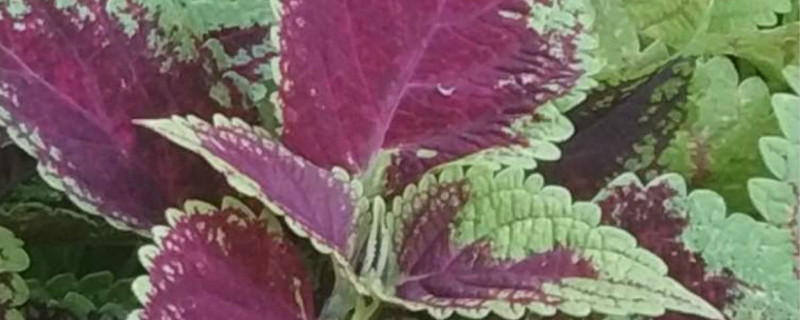 富丁叶是什么植物 富丁叶是什么植物