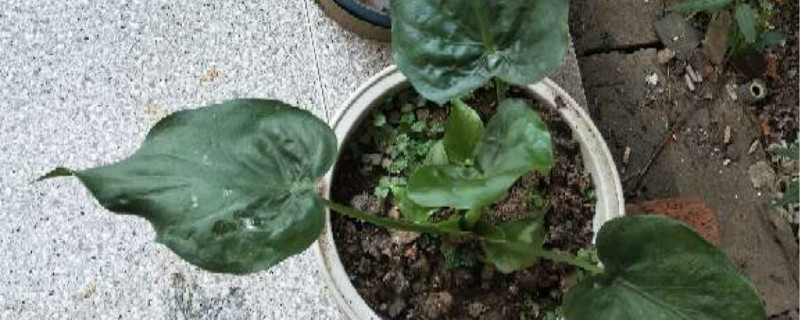 尖尾芋有毒吗 尖尾芋有毒吗