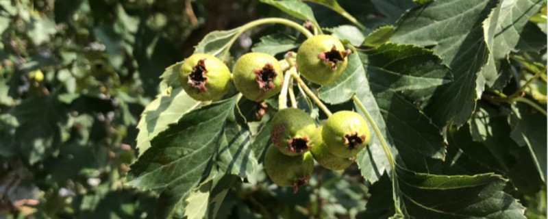 山楂花的花语 山楂花的花语