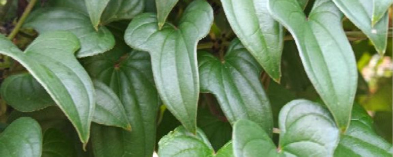 山药高产秘诀 山药高产秘诀