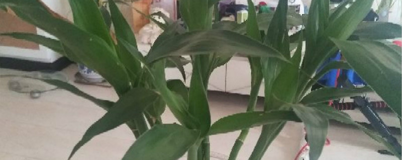 富贵竹怎么编出造型 富贵竹怎么编出造型