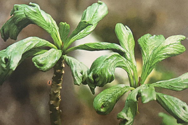 皱叶沙漠玫瑰 Adenium obesum ‘Crispifolia’ 皱叶沙漠玫瑰 Adenium obesum ‘Crispifolia’