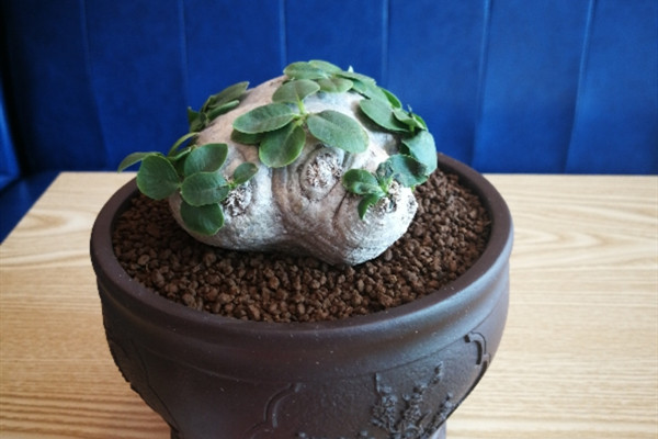 惠比须笑 Pachypodium brevicaule 惠比须笑 Pachypodium brevicaule