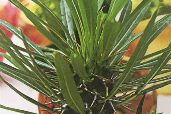 非洲霸王树 Pachypodium lamerei 非洲霸王树 Pachypodium lamerei