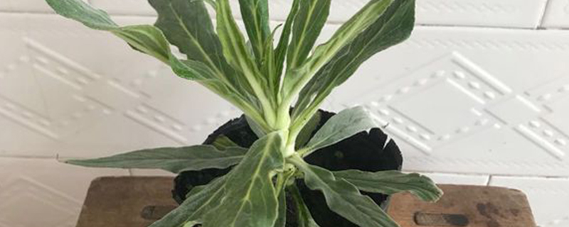 牛舌草长什么样 牛舌草长什么样