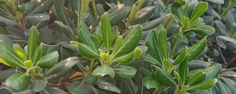 海桐的寓意 海桐的寓意