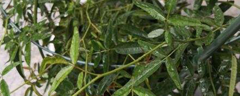 木香花的寓意 木香花的寓意