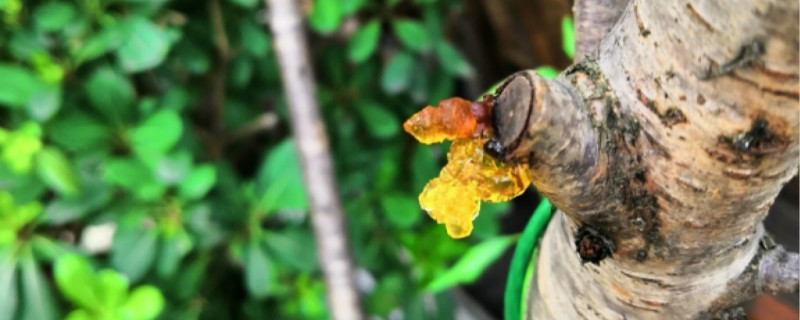 桃胶就是桃树上的桃油吗 桃胶就是桃树上的桃油吗