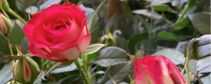 欧月一年开几次花 欧月一年开几次花