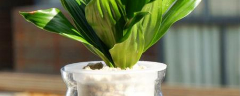 水培植物用什么肥料 水培植物用什么肥料