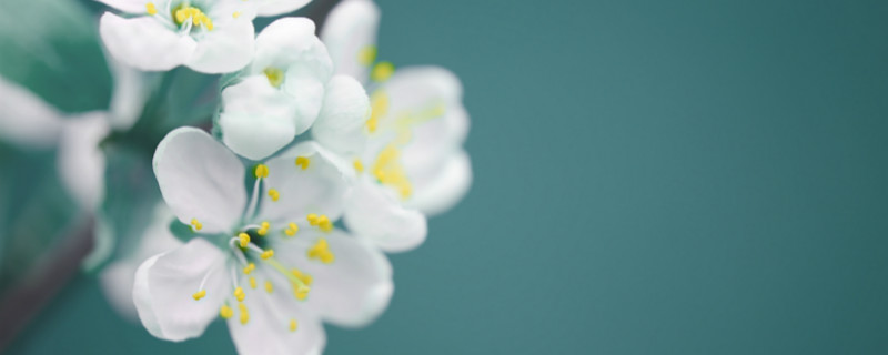 杜若花寓意 杜若花寓意
