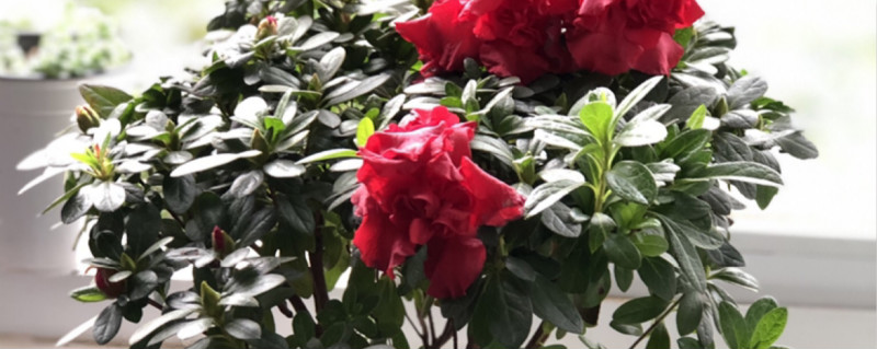 杜鹃花叶子上面发白怎么办 杜鹃花叶子上面发白怎么办